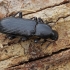 Darkling beetle - Menephilus cylindricus | Fotografijos autorius : Gintautas Steiblys | © Macronature.eu | Macro photography web site