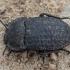 Darkling beetle - Opatrum geminatum | Fotografijos autorius : Žilvinas Pūtys | © Macronature.eu | Macro photography web site