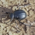 Darkling beetle - Pimelia angulata | Fotografijos autorius : Vytautas Tamutis | © Macronature.eu | Macro photography web site
