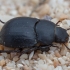 Darkling beetle - Prochoma bucculenta | Fotografijos autorius : Žilvinas Pūtys | © Macronature.eu | Macro photography web site