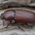 Darkling beetle - Uloma cypraea | Fotografijos autorius : Žilvinas Pūtys | © Macrogamta.lt | Šis tinklapis priklauso bendruomenei kuri domisi makro fotografija ir fotografuoja gyvąjį makro pasaulį.