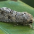 Dart Moth - Spodoptera cilium | Fotografijos autorius : Gintautas Steiblys | © Macronature.eu | Macro photography web site