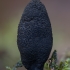 Kislusis elniagrybis - Xylaria polymorpha | Fotografijos autorius : Žilvinas Pūtys | © Macronature.eu | Macro photography web site