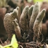 Kislusis elniagrybis - Xylaria polymorpha | Fotografijos autorius : Gintautas Steiblys | © Macronature.eu | Macro photography web site