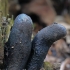 Dead man's fingers - Xylaria polymorpha | Fotografijos autorius : Gintautas Steiblys | © Macronature.eu | Macro photography web site