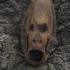 Death's head cockroach - Blaberus craniifer | Fotografijos autorius : Gintautas Steiblys | © Macronature.eu | Macro photography web site