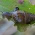 Decollate Snail - Rumina decollata, juv. | Fotografijos autorius : Gintautas Steiblys | © Macronature.eu | Macro photography web site