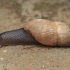 Decollate Snail - Rumina decollata | Fotografijos autorius : Gintautas Steiblys | © Macronature.eu | Macro photography web site