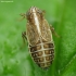 Cikada - Delphacidae | Fotografijos autorius : Vidas Brazauskas | © Macronature.eu | Macro photography web site