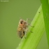 Delphacid Planthopper - Delphacidae | Fotografijos autorius : Vidas Brazauskas | © Macronature.eu | Macro photography web site