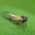Delphacid Planthopper - Javesella sp. | Fotografijos autorius : Vidas Brazauskas | © Macronature.eu | Macro photography web site