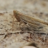 Delphacid planthopper - Stenocranus minutus | Fotografijos autorius : Gintautas Steiblys | © Macronature.eu | Macro photography web site