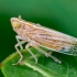 Delphacid planthopper - Stenocranus minutus | Fotografijos autorius : Oskaras Venckus | © Macronature.eu | Macro photography web site