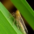Delphacid planthopper - Stenocranus minutus | Fotografijos autorius : Romas Ferenca | © Macronature.eu | Macro photography web site