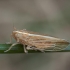 Delphacid planthopper - Stenocranus minutus | Fotografijos autorius : Žilvinas Pūtys | © Macronature.eu | Macro photography web site