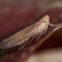 Delphacid planthopper - Stenocranus minutus | Fotografijos autorius : Žilvinas Pūtys | © Macronature.eu | Macro photography web site