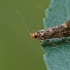 Denisia luticiliella  | Fotografijos autorius : Gintautas Steiblys | © Macronature.eu | Macro photography web site