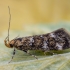 Denisia luticiliella | Fotografijos autorius : Žilvinas Pūtys | © Macronature.eu | Macro photography web site