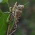 Desert locust - Schistocerca gregaria | Fotografijos autorius : Gintautas Steiblys | © Macronature.eu | Macro photography web site