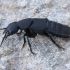 Devil's Coach Horse beetle - Ocypus olens | Fotografijos autorius : Gintautas Steiblys | © Macronature.eu | Macro photography web site