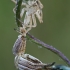 Didysis žvitravoris - Thanatus formicinus | Fotografijos autorius : Gintautas Steiblys | © Macronature.eu | Macro photography web site