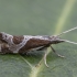 Diamondback Moth - Eidophasia hufnagelii | Fotografijos autorius : Žilvinas Pūtys | © Macronature.eu | Macro photography web site