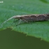 Diamondback moth - Plutella xylostella  | Fotografijos autorius : Gintautas Steiblys | © Macronature.eu | Macro photography web site