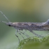 Diamondback moth - Plutella xylostella | Fotografijos autorius : Žilvinas Pūtys | © Macronature.eu | Macro photography web site