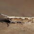 Diamondback moth - Plutella xylostella | Fotografijos autorius : Vidas Brazauskas | © Macronature.eu | Macro photography web site