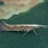 Diamondback moth - Plutella xylostella | Fotografijos autorius : Žilvinas Pūtys | © Macronature.eu | Macro photography web site