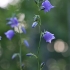 Didžiažiedis katilėlis – Campanula persicifolia | Fotografijos autorius : Agnė Našlėnienė | © Macrogamta.lt | Šis tinklapis priklauso bendruomenei kuri domisi makro fotografija ir fotografuoja gyvąjį makro pasaulį.