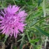 Didžiagalvė bajorė - Centaurea scabiosa | Fotografijos autorius : Aleksandras Stabrauskas | © Macrogamta.lt | Šis tinklapis priklauso bendruomenei kuri domisi makro fotografija ir fotografuoja gyvąjį makro pasaulį.