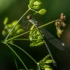 Didžioji strėliukė - Chalcolestes viridis | Fotografijos autorius : Dalia Račkauskaitė | © Macrogamta.lt | Šis tinklapis priklauso bendruomenei kuri domisi makro fotografija ir fotografuoja gyvąjį makro pasaulį.