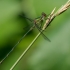 Didžioji strėliukė - Chalcolestes viridis | Fotografijos autorius : Dalia Račkauskaitė | © Macrogamta.lt | Šis tinklapis priklauso bendruomenei kuri domisi makro fotografija ir fotografuoja gyvąjį makro pasaulį.