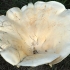 Didžioji meškabudė - Leucopaxillus giganteus | Fotografijos autorius : Ramunė Vakarė | © Macrogamta.lt | Šis tinklapis priklauso bendruomenei kuri domisi makro fotografija ir fotografuoja gyvąjį makro pasaulį.