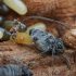 Didysis ąžuolinis amaras - Stomaphis quercus | Fotografijos autorius : Gintautas Steiblys | © Macrogamta.lt | Šis tinklapis priklauso bendruomenei kuri domisi makro fotografija ir fotografuoja gyvąjį makro pasaulį.