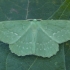 Didysis žaliasprindis - Geometra papilionaria | Fotografijos autorius : Žilvinas Pūtys | © Macrogamta.lt | Šis tinklapis priklauso bendruomenei kuri domisi makro fotografija ir fotografuoja gyvąjį makro pasaulį.