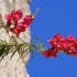 Didysis žioveinis - Antirrhinum majus | Fotografijos autorius : Gintautas Steiblys | © Macrogamta.lt | Šis tinklapis priklauso bendruomenei kuri domisi makro fotografija ir fotografuoja gyvąjį makro pasaulį.