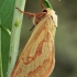 Didysis apyninis šakniagraužis - Hepialus humuli | Fotografijos autorius : Gintautas Steiblys | © Macrogamta.lt | Šis tinklapis priklauso bendruomenei kuri domisi makro fotografija ir fotografuoja gyvąjį makro pasaulį.