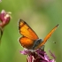 Žvilgantysis auksinukas - Lycaena hippothoe | Fotografijos autorius : Vidas Brazauskas | © Macrogamta.lt | Šis tinklapis priklauso bendruomenei kuri domisi makro fotografija ir fotografuoja gyvąjį makro pasaulį.