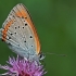 Didysis auksinukas - Lycaena dispar | Fotografijos autorius : Gintautas Steiblys | © Macrogamta.lt | Šis tinklapis priklauso bendruomenei kuri domisi makro fotografija ir fotografuoja gyvąjį makro pasaulį.