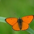 Didysis auksinukas - Lycaena dispar | Fotografijos autorius : Vidas Brazauskas | © Macrogamta.lt | Šis tinklapis priklauso bendruomenei kuri domisi makro fotografija ir fotografuoja gyvąjį makro pasaulį.