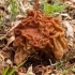 Didysis bobausis - Gyromitra gigas | Fotografijos autorius : Žilvinas Pūtys | © Macrogamta.lt | Šis tinklapis priklauso bendruomenei kuri domisi makro fotografija ir fotografuoja gyvąjį makro pasaulį.