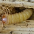 Didysis drebulenis - Saperda carcharias, vikšras | Fotografijos autorius : Romas Ferenca | © Macrogamta.lt | Šis tinklapis priklauso bendruomenei kuri domisi makro fotografija ir fotografuoja gyvąjį makro pasaulį.