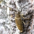 Didysis drebulenis - Saperda carcharias ♀ | Fotografijos autorius : Romas Ferenca | © Macrogamta.lt | Šis tinklapis priklauso bendruomenei kuri domisi makro fotografija ir fotografuoja gyvąjį makro pasaulį.