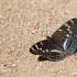 Didysis juodmargis - Limenitis populi | Fotografijos autorius : Zita Gasiūnaitė | © Macrogamta.lt | Šis tinklapis priklauso bendruomenei kuri domisi makro fotografija ir fotografuoja gyvąjį makro pasaulį.