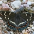 Didysis juodmargis - Limenitis populi | Fotografijos autorius : Gintautas Steiblys | © Macrogamta.lt | Šis tinklapis priklauso bendruomenei kuri domisi makro fotografija ir fotografuoja gyvąjį makro pasaulį.