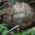 Didysis kukurdvelkis - Calvatia gigantea | Fotografijos autorius : Vytautas Gluoksnis | © Macrogamta.lt | Šis tinklapis priklauso bendruomenei kuri domisi makro fotografija ir fotografuoja gyvąjį makro pasaulį.