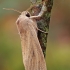 Didysis nendrinukas - Rhizedra lutosa | Fotografijos autorius : Gintautas Steiblys | © Macrogamta.lt | Šis tinklapis priklauso bendruomenei kuri domisi makro fotografija ir fotografuoja gyvąjį makro pasaulį.