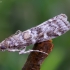 Didysis pušinis siaurasparnis ugniukas - Dioryctria sylvestrella | Fotografijos autorius : Romas Ferenca | © Macrogamta.lt | Šis tinklapis priklauso bendruomenei kuri domisi makro fotografija ir fotografuoja gyvąjį makro pasaulį.